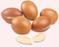 REVI ルヴィ アルガン幹細胞